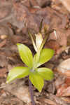 Large whorled pogonia